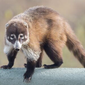 Plegables Morning Walk WILDLIFE GUANACASTE