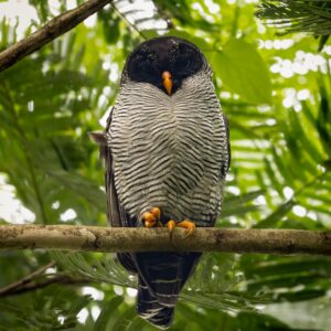 Plegables Morning Walk BIRDS ARENAL CAÑO NEGRO