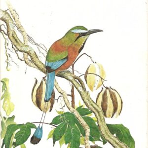 Birds of Tropical America. Alexander F. Skutch. University of Texas Press, 1983